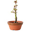 Acer palmatum Shishigashira, 14 cm, ± 8 jaar oud