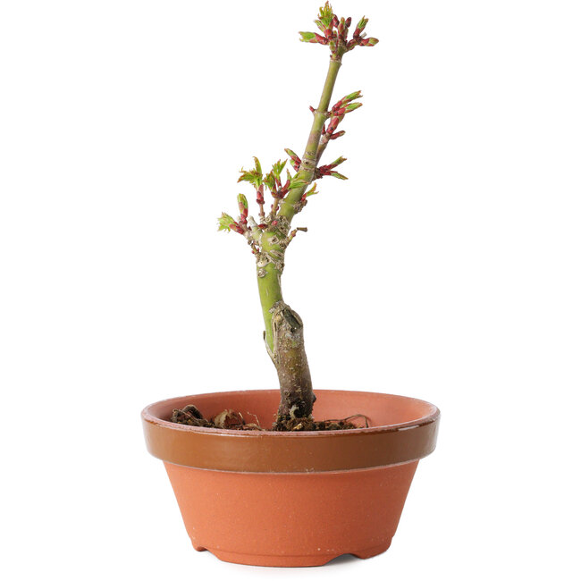 Acer palmatum Shishigashira, 14 cm, ± 8 Jahre alt