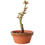 Acer palmatum Shishigashira, 14 cm, ± 8 jaar oud