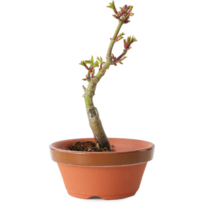 Acer palmatum Shishigashira, 14 cm, ± 8 years old