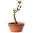 Acer palmatum Shishigashira, 14 cm, ± 8 jaar oud