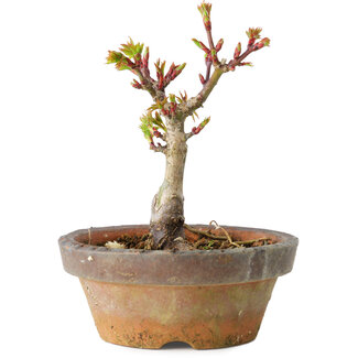Acer palmatum Shishigashira, 10 cm, ± 8 jaar oud