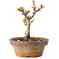 Acer palmatum Shishigashira, 10 cm, ± 8 jaar oud