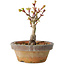 Acer palmatum Shishigashira, 10 cm, ± 8 jaar oud
