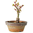 Acer palmatum Shishigashira, 10 cm, ± 8 jaar oud