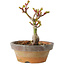Acer palmatum Shishigashira, 10 cm, ± 8 jaar oud
