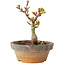 Acer palmatum Shishigashira, 10 cm, ± 8 jaar oud
