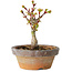 Acer palmatum Shishigashira, 10 cm, ± 8 jaar oud