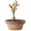 Acer palmatum Shishigashira, 10 cm, ± 8 jaar oud