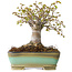 Zelkova serrata, 15 cm, ± 25 jaar oud, met een nebari van 13 cm