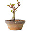 Acer palmatum Shishigashira, 10 cm, ± 8 jaar oud