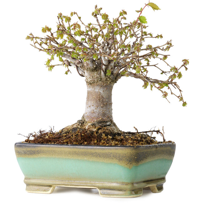 Zelkova serrata, 15 cm, ± 25 years old, with a nebari of 13 cm