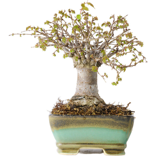 Zelkova serrata, 15 cm, ± 25 Jahre alt, mit einem Nebari von 13 cm