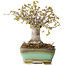 Zelkova serrata, 15 cm, ± 25 jaar oud, met een nebari van 13 cm