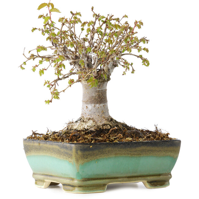 Zelkova serrata, 15 cm, ± 25 jaar oud, met een nebari van 13 cm