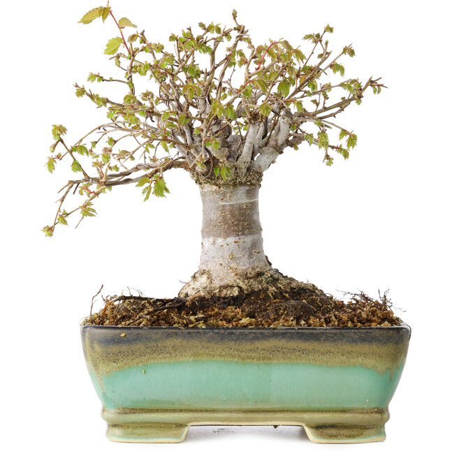 Zelkova serrata, 15 cm, ± 25 jaar oud, met een nebari van 13 cm