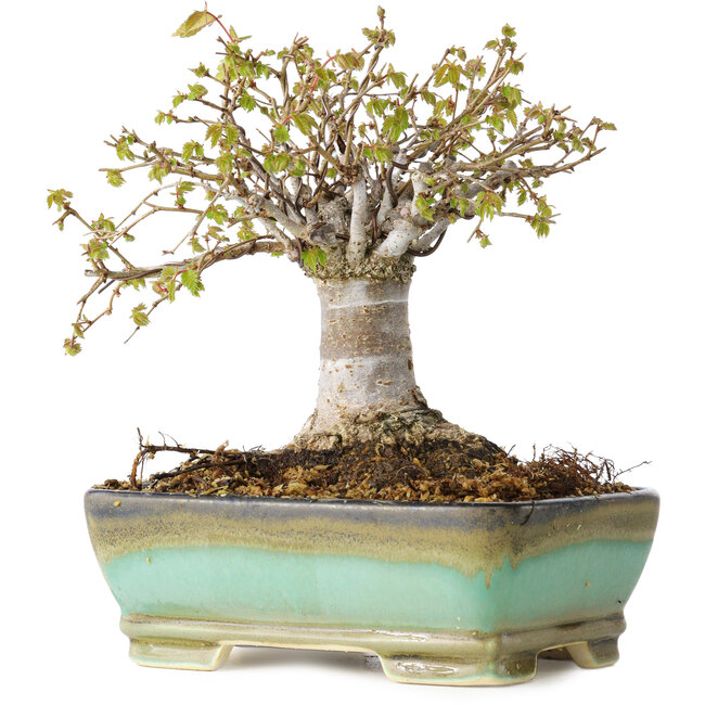 Zelkova serrata, 15 cm, ± 25 anni, con un nebari di 13 cm