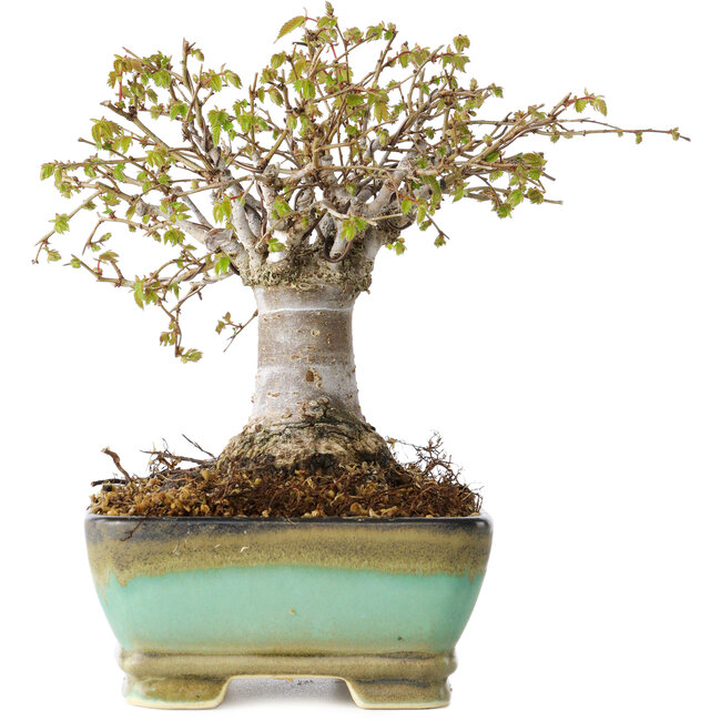 Zelkova serrata, 15 cm, ± 25 años, con un nebari de 13 cm