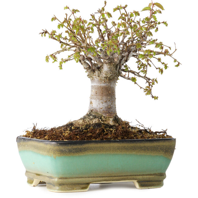 Zelkova serrata, 15 cm, ± 25 anni, con un nebari di 13 cm