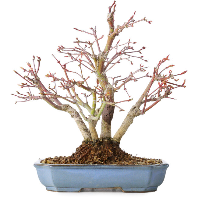 Acer palmatum, 20 cm, ± 15 jaar oud