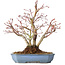 Acer palmatum, 20 cm, ± 15 jaar oud