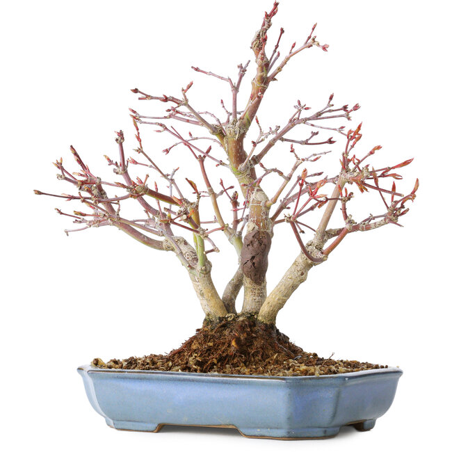 Acer palmatum, 20 cm, ± 15 ans