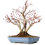Acer palmatum, 20 cm, ± 15 jaar oud