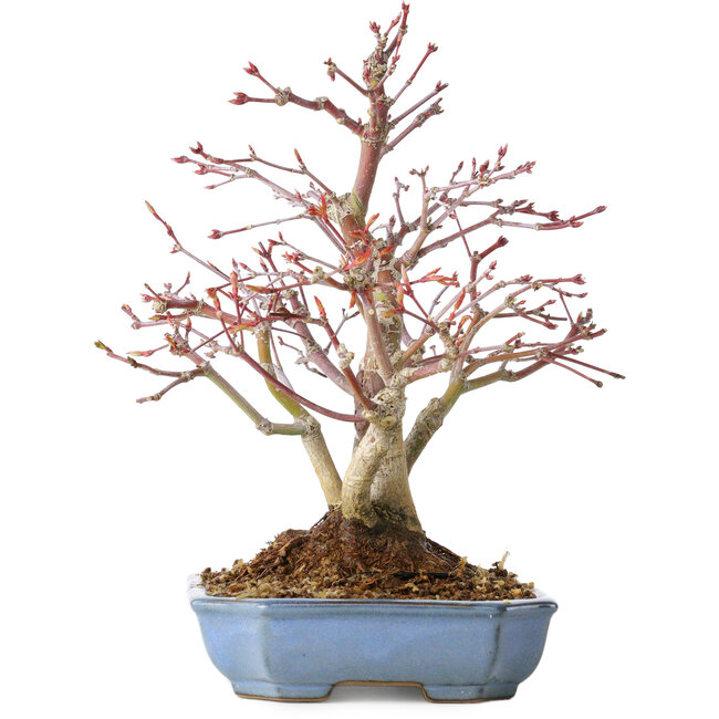 Acer palmatum, 20 cm, ± 15 jaar oud