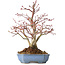 Acer palmatum, 20 cm, ± 15 jaar oud
