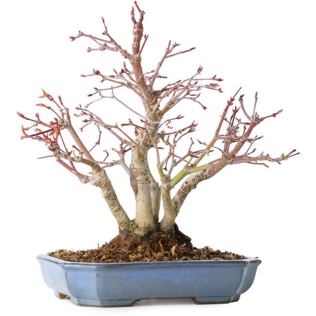 Acer palmatum, 20 cm, ± 15 years old