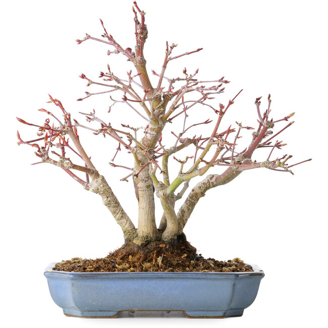 Acer palmatum, 20 cm, ± 15 Jahre alt