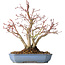 Acer palmatum, 20 cm, ± 15 jaar oud