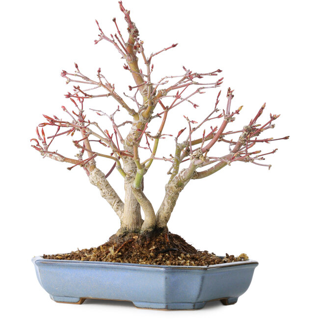 Acer palmatum, 20 cm, ± 15 jaar oud