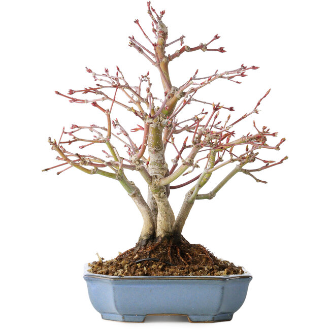 Acer palmatum, 20 cm, ± 15 jaar oud