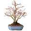 Acer palmatum, 20 cm, ± 15 Jahre alt