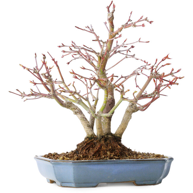 Acer palmatum, 20 cm, ± 15 years old