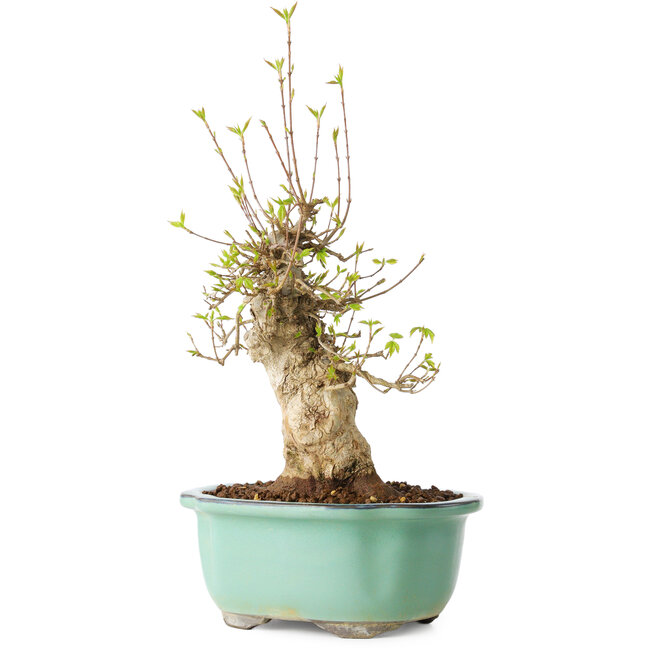 Acer buergerianum, 30 cm, ± 20 Jahre alt, mit einem Nebari von 11 cm, in einem Seto Yaki Topf