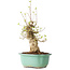 Acer buergerianum, 30 cm, ± 20 jaar oud, met een nebari van 11 cm, in een Seto Yaki pot