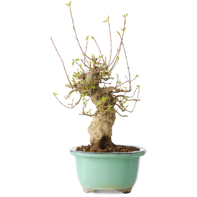 Acer buergerianum, 30 cm, ± 20 years old, with a nebari of 11 cm, in a Seto Yaki pot