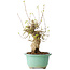 Acer buergerianum, 30 cm, ± 20 jaar oud, met een nebari van 11 cm, in een Seto Yaki pot