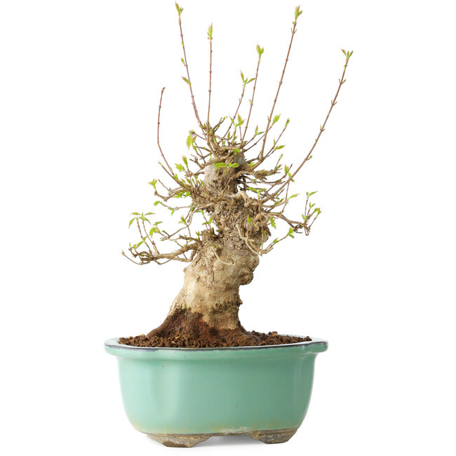 Acer buergerianum, 30 cm, ± 20 jaar oud, met een nebari van 11 cm, in een Seto Yaki pot