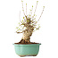 Acer buergerianum, 30 cm, ± 20 jaar oud, met een nebari van 11 cm, in een Seto Yaki pot