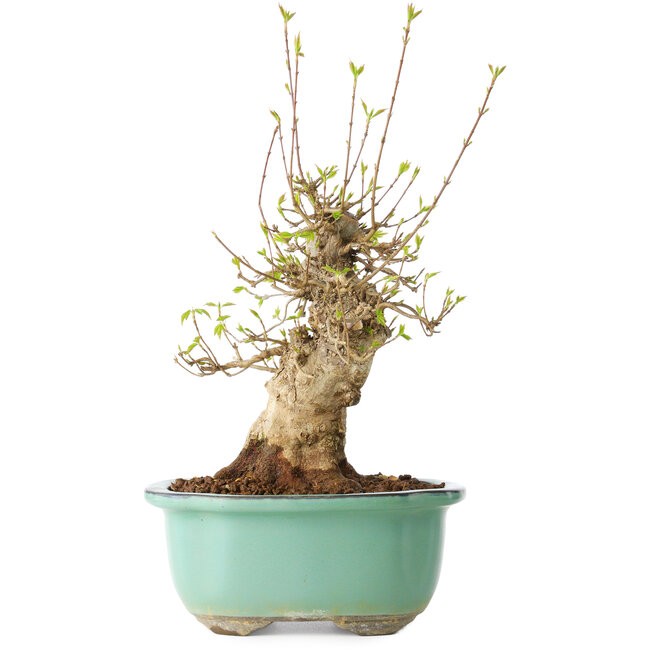 Acer buergerianum, 30 cm, ± 20 Jahre alt, mit einem Nebari von 11 cm, in einem Seto Yaki Topf