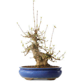 Seto Yaki Acer buergerianum, 32 cm, ± 20 jaar oud