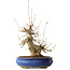 Acer buergerianum, 32 cm, ± 20 jaar oud, met een nebari van 11 cm, in een Seto Yaki pot