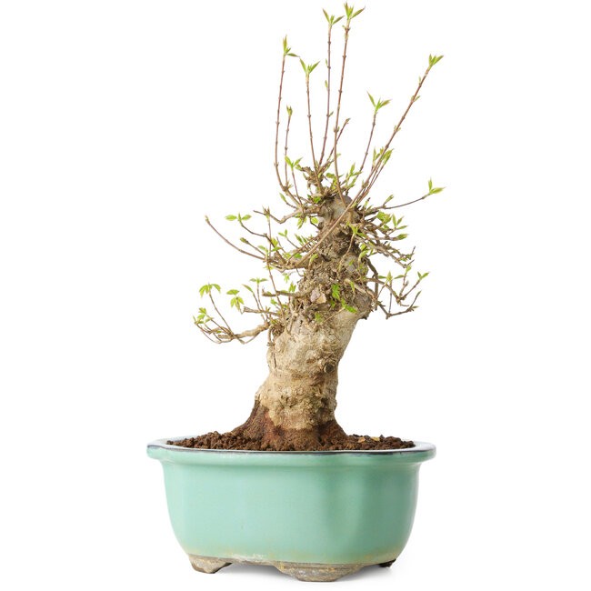 Acer buergerianum, 30 cm, ± 20 anni, con un nebari di 11 cm, in un vaso Seto Yaki