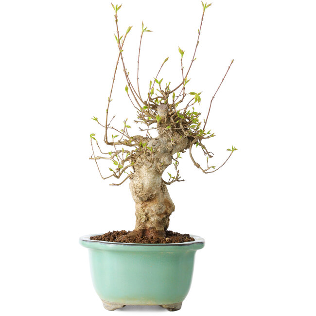 Acer buergerianum, 30 cm, ± 20 años, con un nebari de 11 cm, en una maceta Seto Yaki
