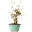 Acer buergerianum, 30 cm, ± 20 jaar oud, met een nebari van 11 cm, in een Seto Yaki pot