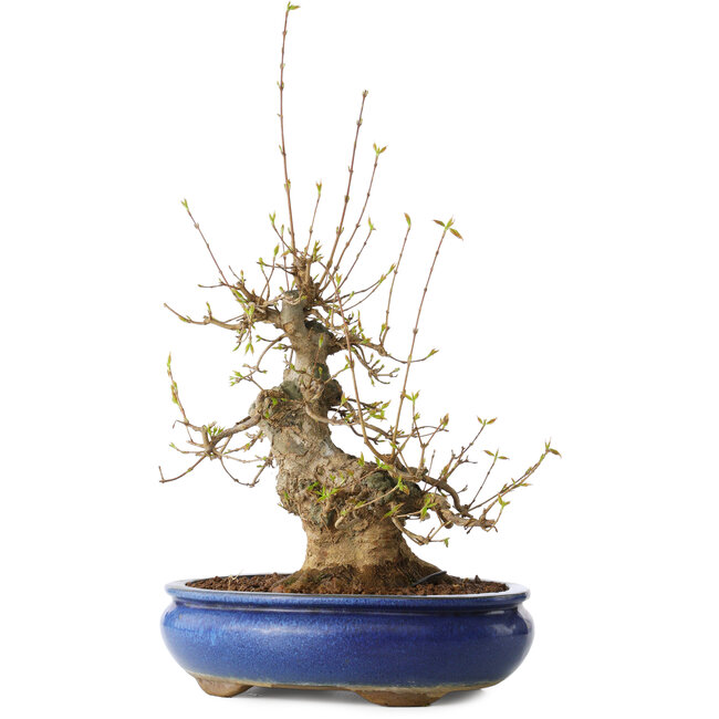 Acer buergerianum, 32 cm, ± 20 years old, with a nebari of 11 cm, in a Seto Yaki pot