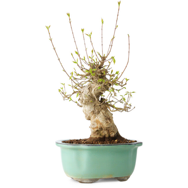 Acer buergerianum, 30 cm, ± 20 anni, con un nebari di 11 cm, in un vaso Seto Yaki